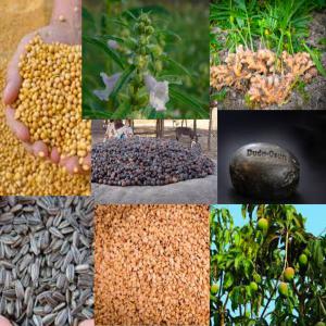  Buyers For Organic Products - roasted seeds and nuts greetings. i am a local trader who works directly with producers in west africa,  specifically togo. i also connect producers with buyers. i am looking for clients who are interested in soybeans,  cashews,  sesame seeds,  mangos,  shea butter,  sunflower seeds,  black soap,  and ginger. these items are orga