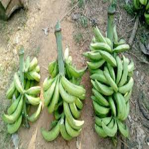  Vente De Banane Plantain Bio - fruits et légumes  nous mettons en vente de la bonne qualit&eacute; de banane plantain verte et m&ucirc;re. nous avons des prix tr&egrave;s int&eacute;ressants et nous pouvons livrer partout dans le monde. n'h&eacute;sitez pas &agrave; nous contacter en cas de besoin. cordialement. 