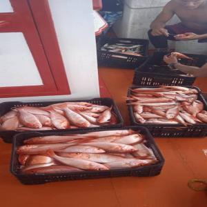  Fruit De Mer Frais (poisson,crevette...) - poissons  soci&eacute;t&eacute; v&eacute;n&eacute;z&eacute;uelienne de peche (poisson frais) d&eacute;ja active sur son territoire recherche client a l 'export pour ces produits frais actuellement sp&eacute;cialis&eacute; dans le vivanneau (pargo) et crevette calibre 51/60 et 36/40 autre 