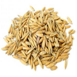  Whole Oats Grains For Animal Feed - feed oats (avena sativa) make up part of a daily diet for horses,  about 20% of daily intake or smaller,  and are regularly fed to cattle as well. oats are also used in some brands of dog food and chicken feed.----oats is an ideal grain for starting cattle on feed because of its high hull and fiber content