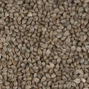  Graines De Sarrasin Bio (agriculture Biologique) - céréales environ 10 tonnes de sarrasin disponibles. certifi&eacute; agriculture biologique. r&eacute;colt&eacute; en novembre 2022. d&eacute;partement de stockage allier (france). prix &agrave; partir de 1000   ht/tonne selon quantit&eacute; achet&eacute;e triage et transport.