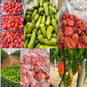  Framboise Piment Habanero Bullet Chilli - fruits et légumes bonjour, --je suis adham,  nous sommes une société d'import-export basée au maroc,  nous fournissons le marché marocain et le marché français et anglais des fruits et légumes--actuellement nous avons - --* framboise--* pivron (plusieurs variét&eac