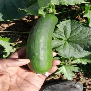  Concombre Du Sénégal - fruits et légumes vends concombres du s&eacute;n&eacute;gal packaging carton livraison par avion minimum de commande 500kg produits cueillis ou ramass&eacute;s le jour a pour embarquement le jour a ou