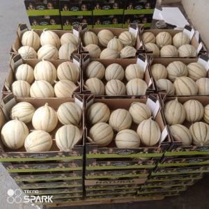  Melon Du Sénégal - fruits et légumes vends melon du s&eacute;n&eacute;gal packaging carton livraison par avion minimum de commande 500kg produits cueillis ou ramass&eacute;s le jour a pour embarquement le jour a ou