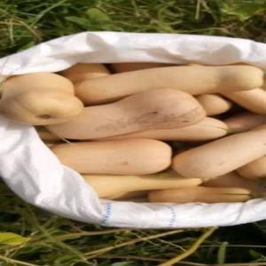  Butternut Du Sénégal - fruits et légumes vends butternut du s&eacute;n&eacute;gal packaging sac filet livraison par avion minimum de commande 500kg produits cueillis ou ramass&eacute;s le jour a pour embarquement le jour a ou