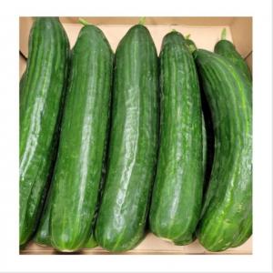  Concombres Bio - fruits et légumes je cherche partenaire pour achat &agrave; long terme de concombres bio sur de grandes quantit&eacute;s. d&eacute;but de transaction vers avril 2023. je suis producteur du s&eacute;n&eacute;gal. --