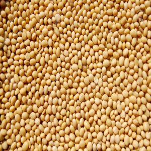 Soja Bio Disponible - autres le bénin dispose l'un des meilleurs qualités de soja; je vous offre du soja bio en vente à un prix défiant toute concurrence 
