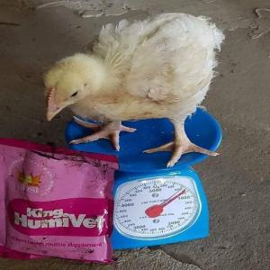  Grand Humivet -recherche De Partenaire - emploi représentation [grand humivet compl&eacute;ment alimentaire biologique pour l'&eacute;levage.]--la gestion de la maladie peut etre une proposition frustrante.--grandhumivet peut vous aider &agrave; pr&eacute;venir les maladies qui peuvent endommager votre b&eacute;tail ou votre exploitation d &eacute;levage.--le g