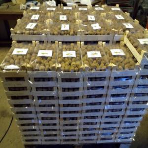  Noix En Coques Du Périgord - fruits secs et graines grillées palette de noix s&egrave;ches franquettes en colis de 1kg calibre 34+ quantit&eacute; entre 250 et 500 kg possibilit&eacute; de plus