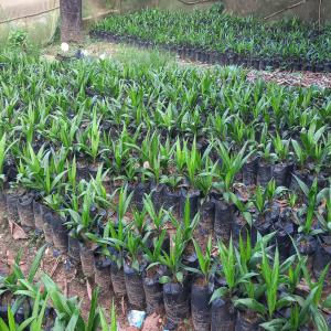  Vente De Pépinières De Palmiers Huile - semence graine plant agri tech.  assistance technique  en cr&eacute;ation de plantation production et vente de p&eacute;pini&egrave;res de palmiers &agrave; huile provenant des graines germ&eacute;es produit par le cnra ( centre national de recherche agronomique ).    meilleures qualit&eacute;s de plans ensach&eac