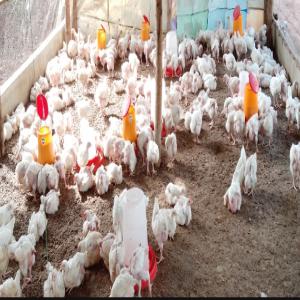  Vente Des Poulets De Chair - viandes et oeufs disponible en qualit&eacute; des poulets de chairs de 1.5 2kg de poids vif et aussi en carcasse en ventre 