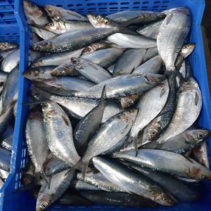  Sardinelle Eba - poissons sardinelle eba---- type d'emballage - carton de 20 kg--- style de traitement - gel&eacute;--- origine - nouakchott,  mauritanie