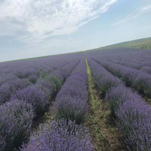  Huile Essentielle Lavande Conventionnelle - huiles  producteur propose huiles essentielles de lavande angustifolia conventionnelle origine bulgarie r&eacute;colte 2022 . conditionnement fut 200 kg 15 tonnes