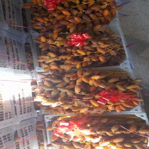  Large Quantity Of Algerian Deglet Noor Available - fruits and vegetables looking for customers,  importers,  distributors of large affordable quantity of algerian deglet noor dates.