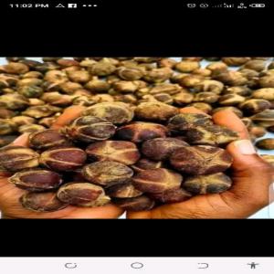  Goron Tula Fruit (snot Apple) Bitter-kola Nuts - roasted seeds and nuts our african natural environment provides us with health beneficiaries beyond synthetic drugs available for retailer distribution and wholesaler supply goron tula ( snot apple) bitter kola kola nut tiger nut croton nut goron tula or snot apple it is considered a  miracle fruit  for its 