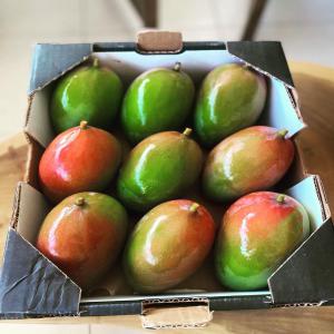  Mangue Kent Ci - fruits et légumes en pr&eacute;paration de notre campagne en d&eacute;but d'ann&eacute;e prochaine de la mangue kent de cote d'ivoire nous sommes ouvert a de nouveau partenariat commerciaux vu une hausse de notre production. pour toute demande de devis n'h&eacute;sitez pas a nous contacter.--