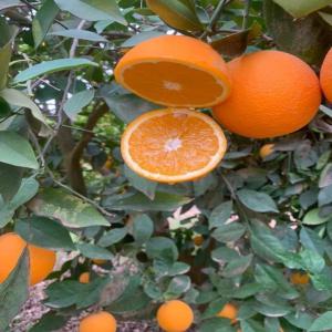  Orange Navel Valencia - fruits et légumes nous disposons des agrumes de haute qualit&eacute; et meilleurs condition d'exportation depuis centre sud du maroc,  venez nous d&eacute;couvrir et gouter la saveur et la fraicheur de jus d orange et cl&eacute;mentine