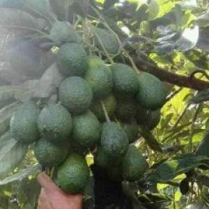  Avocat Fruit - fruits et légumes avocats fruits vari&eacute;t&eacute; hass en calibre 12 a 24 en 4 5 kg et 10 kg origine maroc avec qualite superieur et meilleurs condition dexportation