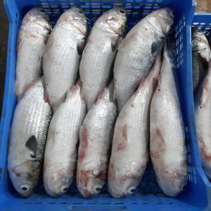  Mulets - poissons mulet à grosse tete ---- type d'emballage - carton de 20 kg--- style de traitement - gelé--- origine - nouakchott,  mauritanie
