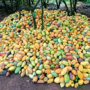  Recherche Acheteur De Café Vert (robusta) - café cacao thé bonjour,  nous sommes une entreprise de négoce international travaillons dans le secteur du café et du cacao de côte d'ivoire. nous recherchons des partenaires que nous allons accompagné pour tout achat de café ,  ou du cacao en côte d'ivoire. nous sommes toujou
