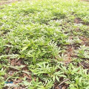  Huile Essentielle Tagete De Fianarantsoa - huiles  nous sommes en train de faire des promotions pour multiplier les tagetes pour la saison de cette ann&eacute;e 2023 la pluie est bien arriv&eacute;e avant cette ann&eacute;e et nous esp&eacute;rons avoir de bonne r&eacute;colte pour cette ann&eacute;e. le d&eacute;but de saison de r&eac