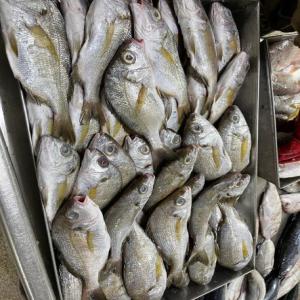  Pélagique De La Mauritanie - poissons nous sommes une soci&eacute;t&eacute; mauritanienne sp&eacute;cialis&eacute;e dans le secteur de la p&egrave;che &agrave; la recherche des clients potentiels s&eacute;rieux pour des container de 20/40 pieds. nous fournissons une large gamme de poissons chinchards maqueraux sole captinaine et