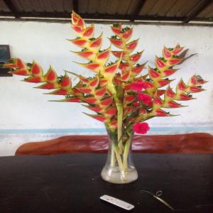  Je Suis Producteur De Heliconia Wagneriana - horticulture plante biocarburant je suis producteur indépendant de heliconia wagneriana,  ces superbes fleurs sont originaires des climats tropicaux et  comptent parmi les plus jolies du monde avec leurs grandes bractées de couleurs vives comme le rose,  le rouge,  l orange et le jaune. je suis à la recherche d un