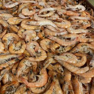  Lot De Crevettes Entières Cuites Surgelées Déclas - coquillage crustacé je vends un lot de crevettes enti&egrave;res cuite surgel&eacute;es d&eacute;class&eacute;es pour cause de m&eacute;lanose &agrave; prix cass&eacute;. ce sont un m&eacute;lange de crevettes d'&eacute;levage et sauvages et multi calibres. elles sont en vendues en vrac carton de 6 kg. les dlc vo