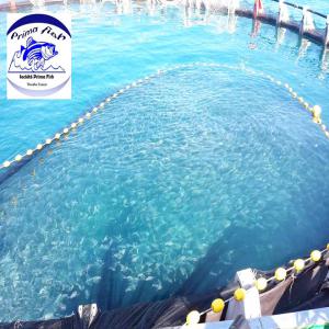  Fish Supplier Seabream, Seabass And Meagre - fish we are specializing in the production of gilthead seabream,  seabass and meagre ( frozen or fresh ).