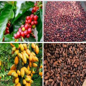  Destoking Of Agriculture Products - coffee cocoa tea hi i am an ivorian producer of south african origin. i have more than 10 000 tonnes of cocoa and 8 000 tonnes of coffee at my disposal more precisely in the divo region where the price of cocoa is set at 900 fcfa per kilo and that of coffee is set at 750 per kilo.