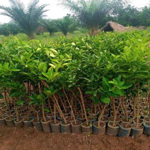  Pépinière De Jeune Plants Fruitiers Comme Foresti - semence graine plant la saison est proche,  plein de bonnes choses ainsi que de surprises pour vous !----(  le dit on souvent qui se lève tôt arrivé tôt à la destination,  et l'avenir se  réserve à ceux qui se lèvent tôt)----  pour tous vos besoins de---- recherc