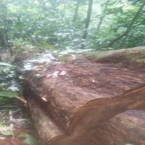  Exploitation Forestiere - bois charbon fibre je suis exploitant forestier j ai besoin d un partenaire pour renouveler les documents d une foret communautaire extremement riche .actuellement il y a 600 pieds de bois abattus essence confondu  dont les diam&egrave;tre vont de 100&agrave;300cm.actuellement j ai 30 camions de tali pret &agrave; &ea