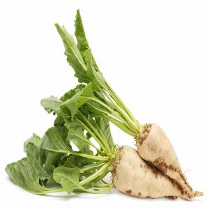  Looking For Sugar Beet/ Betterave Sucrière - sweet we are looking for sugar beet / betterave sucri&egrave;re. quantit&eacute; 100000 mt x 12 months contract destination cif port of mersin turkey 50 kg bags target price 310 usd /mt all in. if interrested please contact us thank you 