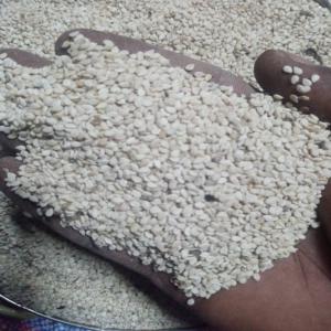  Sésame Bigarré En Vente - céréales bonjour, --nous avons une grande quantité de sésame bigarré disponible à sindou au burkina faso.--stock disponible- 1 250 tonnes--prix - 925 000 cfa  la tonne livrée à ouagadougou--