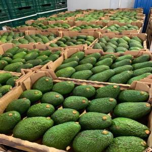  Fruits Et Légumes - fruits et légumes bonjour,  ----avocats,  agrumes,  fruits rouges,  courgette,  aubergine ou autres ----nous travaillons avec nos producteur locaux au marocain de pouvoir vous proposer une variétés extremement large de fruits et légumes.----disposant des licences d'exportation et des fiche phytosanita