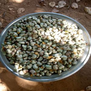  Recherche De Partenaires Pour Achat D'acajou - semence graine plant dans le cadre de faire couler son produit acajou j'ai besoin d'un partenaire pour la campagne d'acajou 2023. un partenaire s&eacute;rieux et disponible &agrave; financier la campagne de cette ann&eacute;e. je dispose d'un meilleur qualit&eacute; et d'un bon prix. 