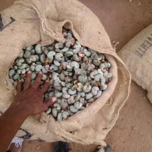  Acajou - autres bonjour.--nous sommes une entreprise qui travail dans import et export du noix de cajou nous livrons partout dans le monde. nous sommes basés au bénin et avons des contrats avec plusieurs producteurs locaux.--nous vous garantissons sécurité et fiabilité tant de nos