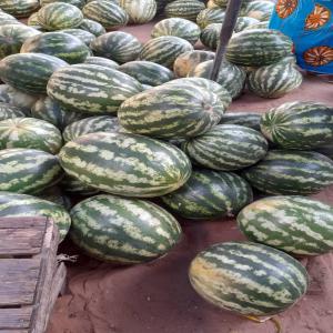  Ventes De Pasteques Delta Du Senegal - fruits et légumes  je vous pr&eacute;sente la meilleur qualit&eacute; de past&egrave;que delta du s&eacute;n&eacute;gal en ce moment nous disposons de plus de 500 tonnes merci de proposer vos meilleurs offres subordonn&eacute;s de votre proc&eacute;dure d’achat habituel.