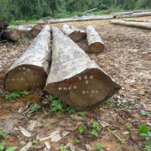  Recherche Des Clients/acheteurs Du Bois Au Gabon - bois charbon fibre bonjour &agrave; tous,  nos v&oelig;ux les meilleurs &agrave; chacun de vous. nous sommes une soci&eacute;t&eacute; de n&eacute;goce recherchons des partenaires dans le domaine du bois.--pour vos approvisionnement nous pouvons vous fournir - beli,  doussie,  ovingkol,  padouk,  iroko,  acajou,  dabema,  and