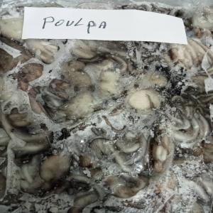 Exportateur de poulpe  - poissons nous sommes une société algérienne spécialisée dans l’exportation de poulpes,  de tout type congelé et en block ,  nous sommes à la recherche de clients basé en europe recherchons du poulpes de meilleure qualité et avec un prix concurrenti
