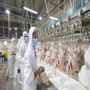  Fournisseur De Vente De Poule Mjw_feet_paws_woles - viandes et oeufs produit  pattes de poulet mi aile de poulet pattes de poulet woles de poulet ailes &agrave; mi articulation   u$ 2750   pattes de poulet   u$ 2740 pattes de poulet   u$ 2680 woles de poulet   u$ 2700 origine br&eacute;sil quantit&eacute; minimum  10 conte