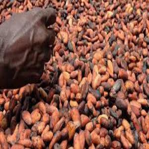  Les Produits Tropicaux - coffee cocoa tea we are a group in africa based between benin burkina faso ghana and togo specialized in tropical products such as cotton cocoa sesame soybean butter shea seeds cashew nuts shell and not shell etc anyone interested can contact me at the following address. nous sommes un grou