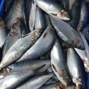  Sardinelle Eba - poissons nous sommes heureux de vous proposer une offre exceptionnelle de sardinelle eba de qualité supérieure en provenance de la mauritanie,  disponible pour l'exportation vers les pays d'afrique. nous sommes fiers de fournir des produits frais et durables,  qui sont transformés dans des