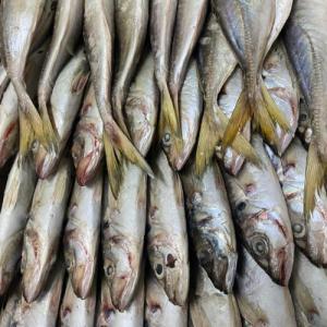  Chinchard- Trachurus- Mackerel Horse - poissons nous avons le plaisir de vous proposer notre chinchard de qualit&eacute; sup&eacute;rieure (aussi connu sous le nom de horse mackerel trachurus trachurus) pech&eacute; dans les eaux c&ocirc;ti&egrave;res de la mauritanie et disponible &agrave; l'exportation vers les pays d'afrique. nous accordo