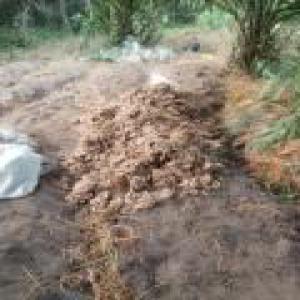  Gingembres Frais En Vente Au Cameroun - épices aromates bonjour je suis un jeune agriculteur camerounais  passionné de la culture du gingembre.--actuellement je dispose de 15 sacs de gingembre frais  cultivé dans la région du littoral  plus prècisement à douala pk26 au lieu dit massoumbou.--gingembre très é