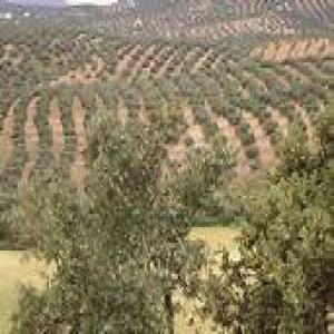  Vendre Ferme En Tunisie - huiles a.vendre  ferme  de  17 ha   a   14 km   de  tunis  centre   tunisie  .planter   avec  3900   oliviers    en plein  production avec  un  sondage  de 5 l/s    plus bassin  de  360 m3    et  un tracteur  kubuta   avec  02 studios  de 50m2  et   dépôt de  100 m2 +  bergerie de  500 m2  .  