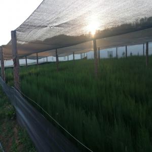  Nous Vendons Des Plants Forestiers - semence graine plant plants forestiers de hauteur minimale de 15 centim&egrave;tres &eacute;lev&eacute;s en portoir rigide. les esp&egrave;ces sont pin d'alep 550.000 plants cypr&egrave;s d'arizona 50.000 plants &acirc;g&eacute;s de 18 mois situ&eacute;s &agrave; midelt maroc prix exw 0 50   (portoirs ri