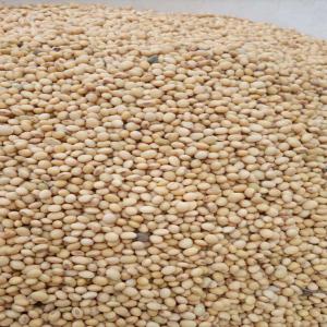 Recherche D'acheteur Étrangers - céréales je suis &agrave; la recherche des acheteurs &eacute;trangers des produits tropicaux tel que le soja karit&eacute; beur de karit&eacute; fromage &agrave; base du lait de vache cajou.