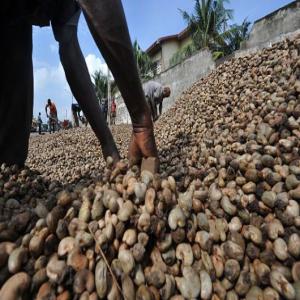  Vente De Noix De Cajou - fruits secs et graines grillées  nous vous proposons &agrave; la vente des noix de cajou d'origine ouest africaine (b&eacute;nin c&ocirc;te d'ivoire togo ). nous pouvons vous fournir les quantit&eacute;s souhait&eacute;es d'une qualit&eacute; irr&eacute;prochable &agrave; des tarifs comp&eacute;titifs. n'h&ea