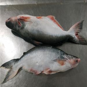  Pangasius Et Tilapia - poissons  on vous propse les poissons pangasius iqf &eacute;visc&eacute;r&eacute; provenance vietnam le prix cif le havre 2 75 $/kg tilapaia rouge iqf &eacute;visc&eacute;r&eacute; provenance vietnam le prix cif le havre 3 49 $/kg par container 40ft pour les plus amples informations